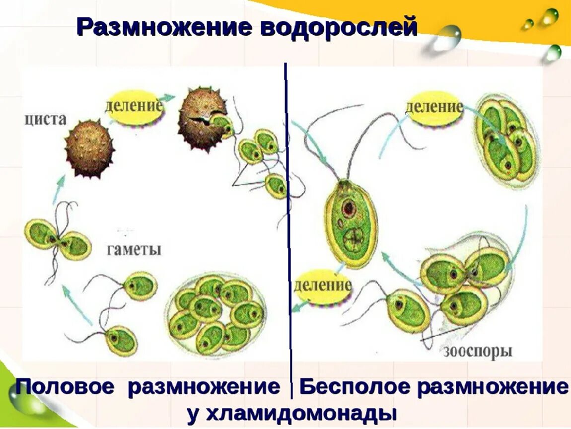 Размножение водорослей 6 класс. Стадии развития хламидомонады. Размножение водорослей хламидомонада схема. Размножение одноклеточных водорослей схема. Бесполое размножение хламидомонады.