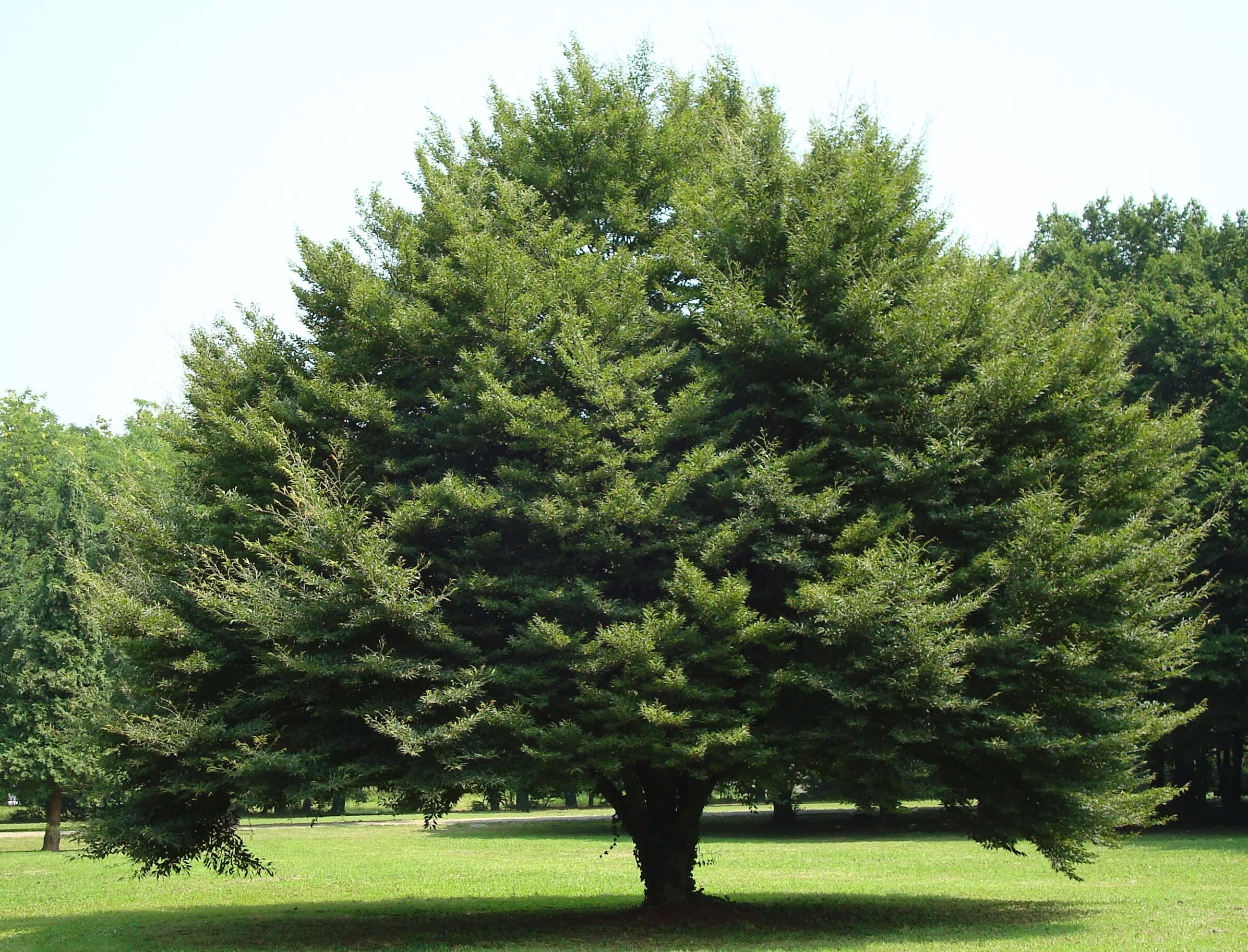 Дерево бук фото и описание. Бук Лесной Европейский. Бук Европейский (Fagus sylvatica). Бук Европейский Beech. Дерево European Beech.