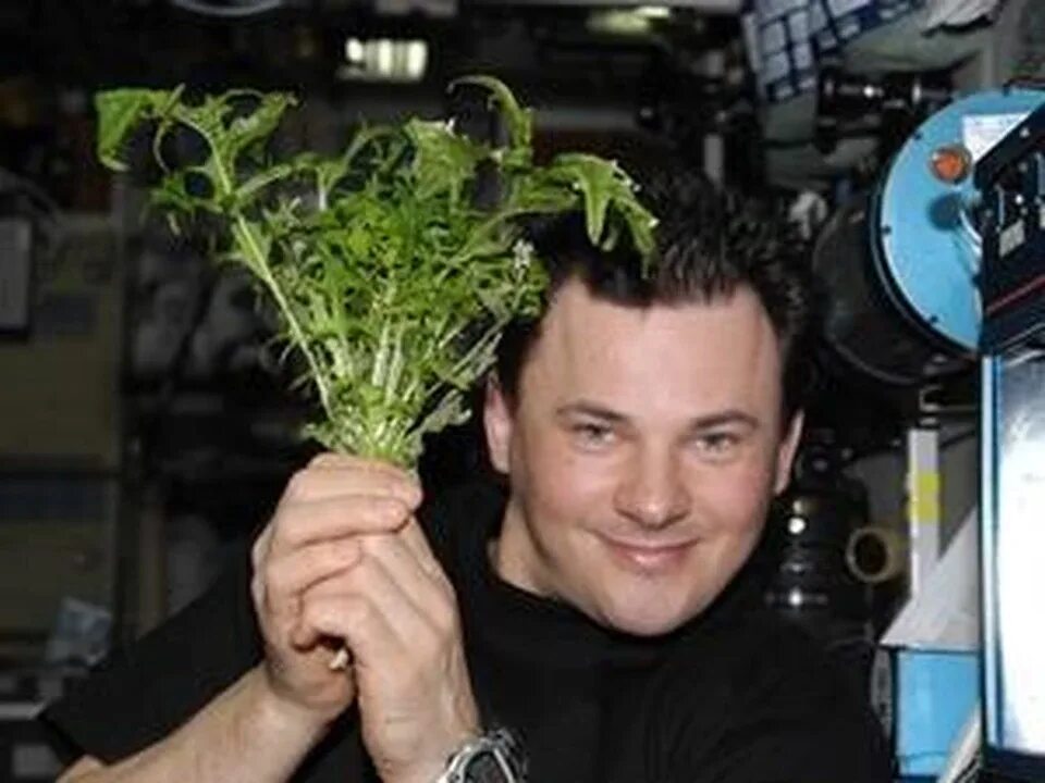 Какой овощ первый вырастили в космосе. Оранжерея Veggie МКС. Растения на космической станции. Растения на МКС. Растения выращенные в космосе.