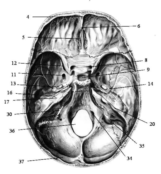 Внутреннее основание черепа анатомия. Основание черепа Черепные ямки. Внутреннее основание черепа Синельников. Внутренняя поверхность основания черепа анатомия. Мозговое основание черепа