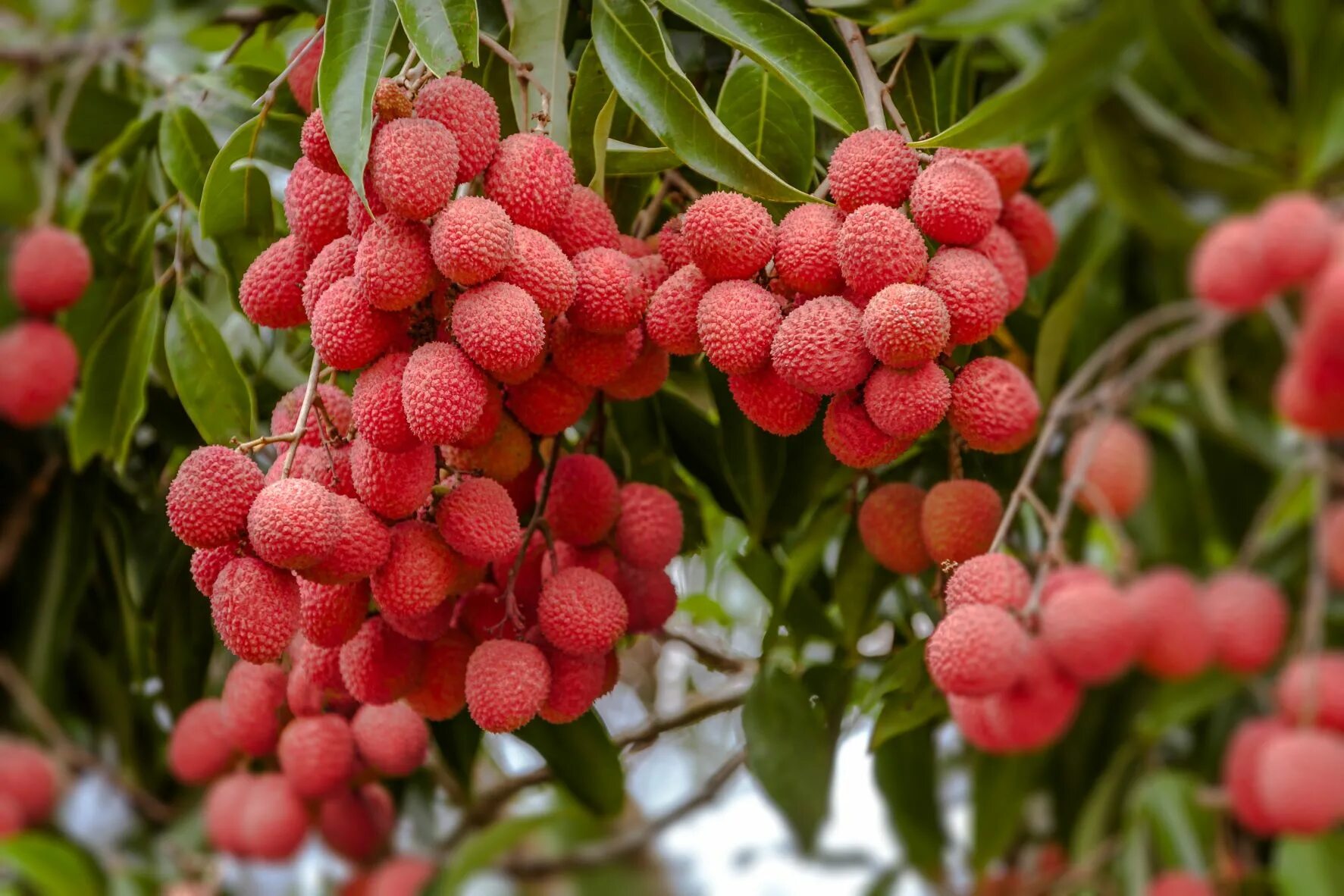 Личи ягоды личи. Личи дерево. Личи мадагаскарские. Личи дарахти.