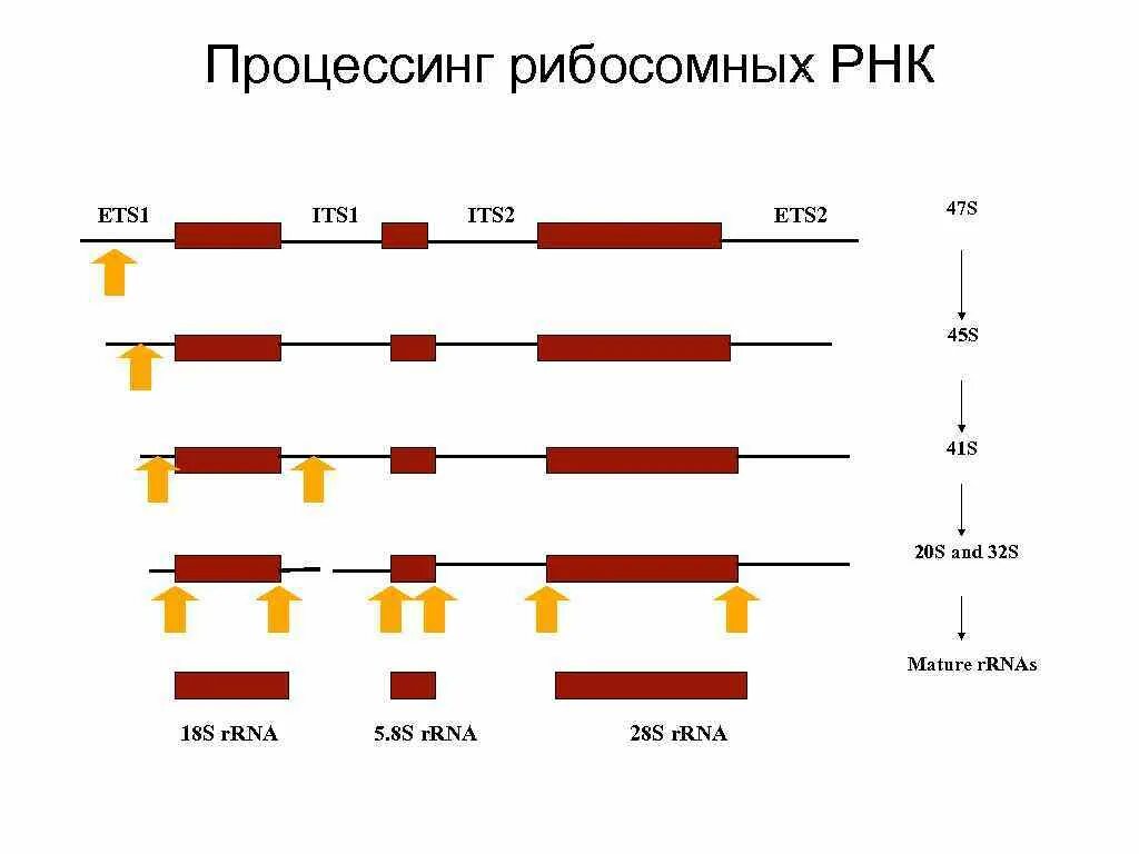 Процессинг рибосомальной РНК. Созревание процессинг РНК. Процессинг информационной РНК. Процессинг и сплайсинг РНК.