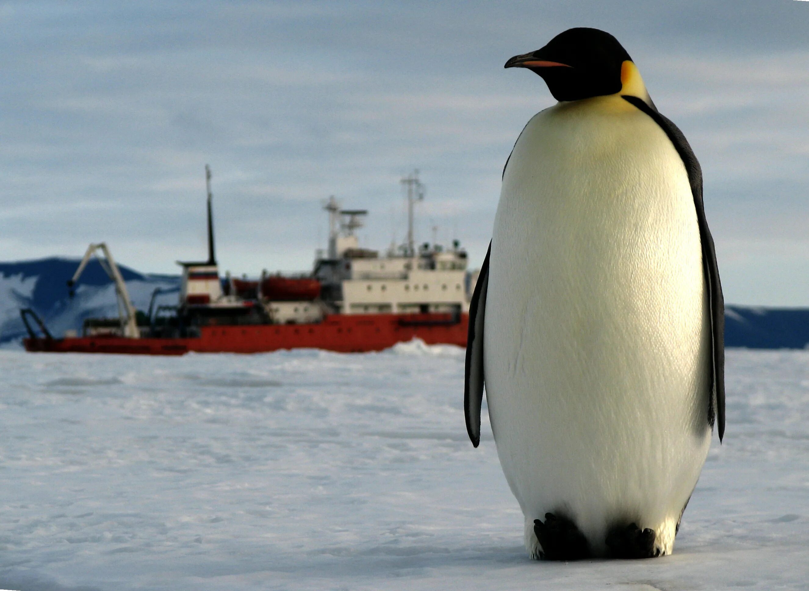 Где живет императорский пингвин. Императорский Пингвин в Антарктиде. Антарктический Императорский Пингвин. Пингвины в Антарктиде. Императорский Пингвин Aptenodytes forsteri.