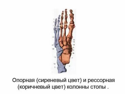 Рессорная функция стопы