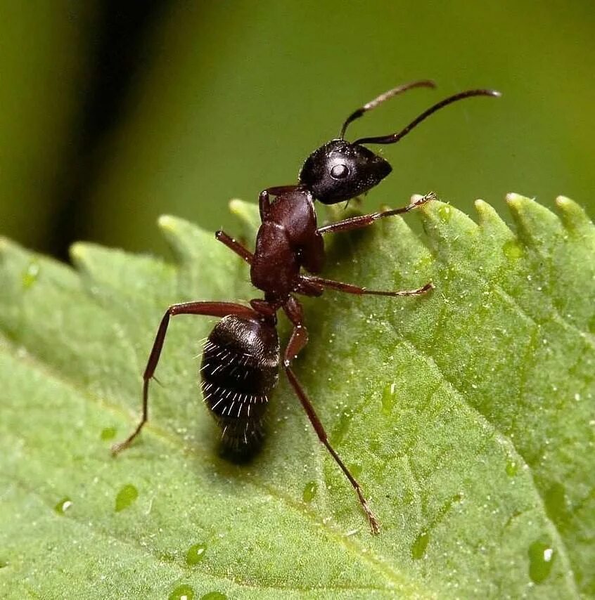 Фотография муравья