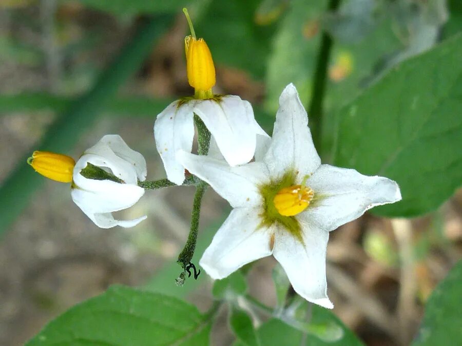 Пасленовые растения. Паслёновые Паслёновые. Пасленовые (Solanaceae. Покрытосеменные пасленовые двудольные паслен черный паслен