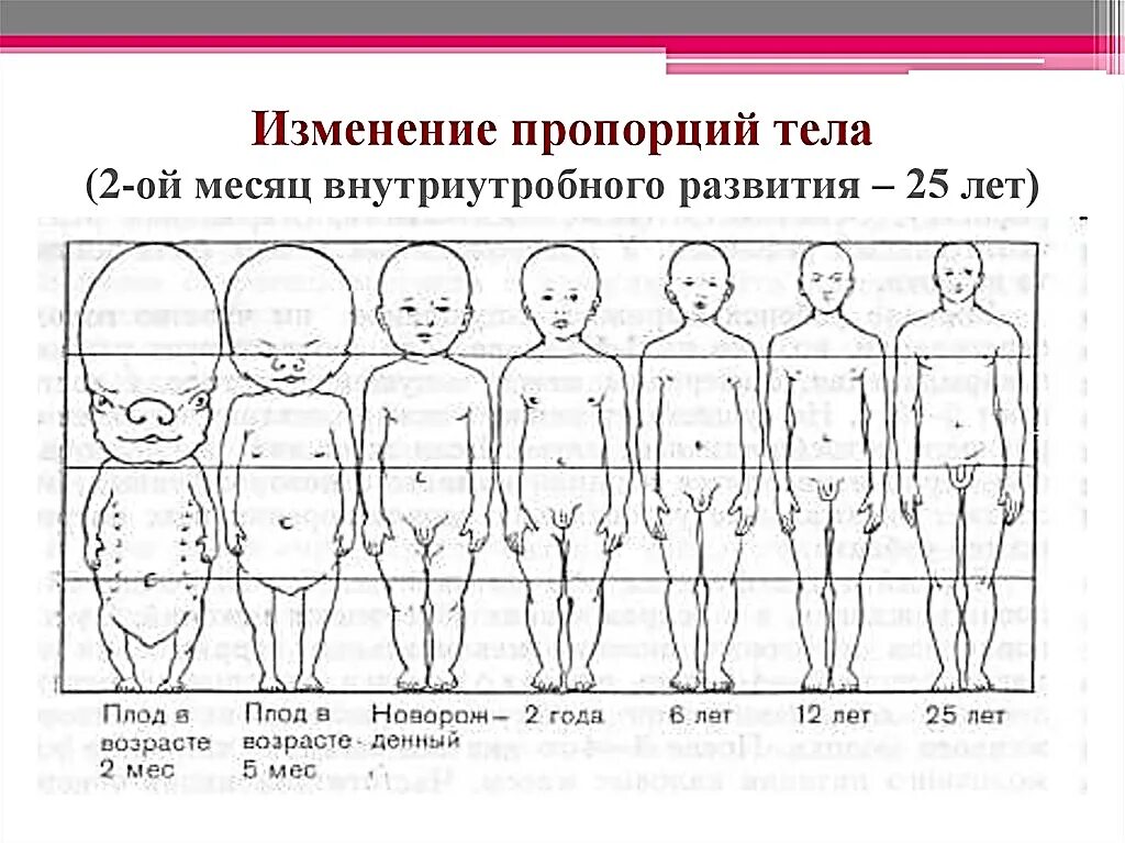 Развитие это 1 изменение организма. Анатомия пропорции тела ребенка. Таблица пропорций тела ребенка. Пропорции тела младенца в 1 год. Пропорции тела ребенка до года по месяцам.