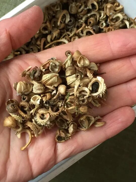 семена ноготков. ноготки календула семена. как выглядят семена календулы. семена форма полумесяца. календула лекарственная семена.