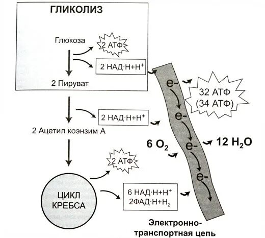 Пируват атф. Схема клеточного дыхания цикл Кребса. Схема клеточного дыхания в митохондриях. Схема гликолиза и цикла Кребса.