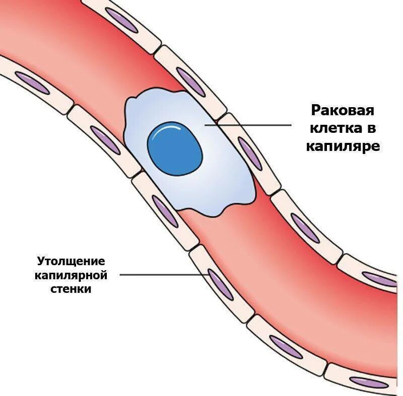 Капеляр. Структура капилляра. Строение капилляров. Фенестрированные капилляры.