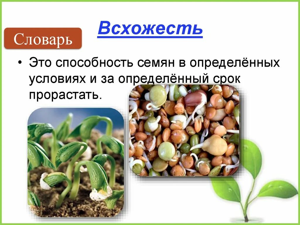 Влияние какого условия развития проростков. Прорастание семян. Всходы и прорастание семян. Проросток растения. Определение всхожести семян растений.