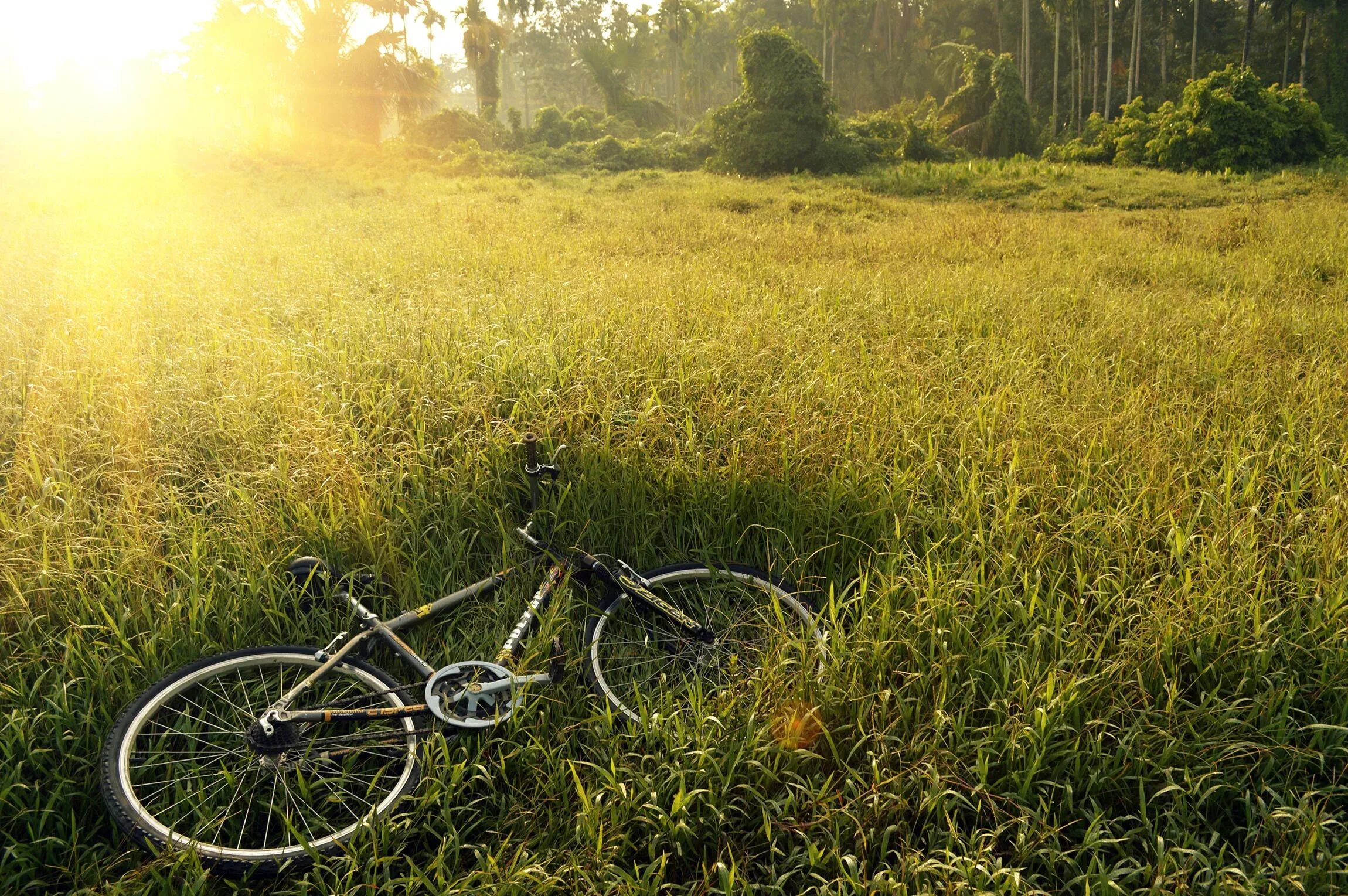 Лето велосипед. Велосипед на природе. Велосипед в поле. Велосипед на траве.