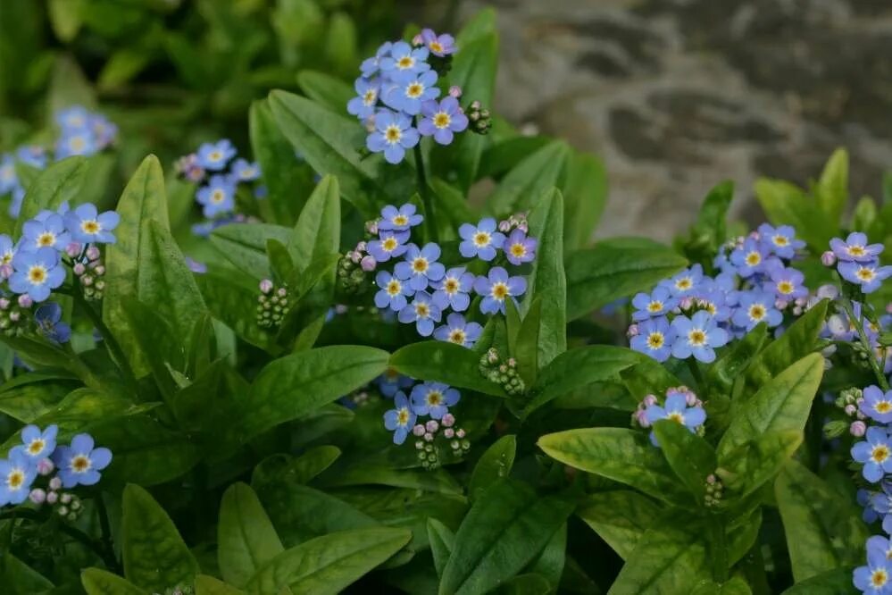 Незабудка Болотная цветок. Незабудка Болотная Myosotis palustris. Незабудка Болотная semperflorens. Незабудка Садовая голубая многолетняя. Незабудка посев