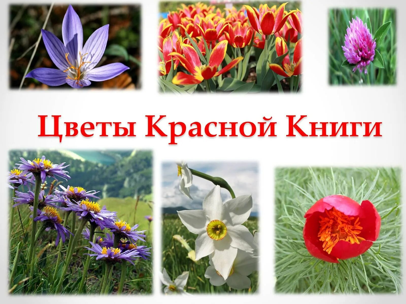 Цветы занесенные в красную книгу. Цветы из красной книши. цветы из красной книги россии. цветы которые занесены в красную книгу.