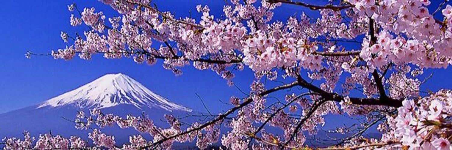 Сакура фудзияма. Япония Сакура и Фудзияма. Сакура. Фудзи. Цветущая Сакура и горы. Сакура на фоне Фудзиямы.