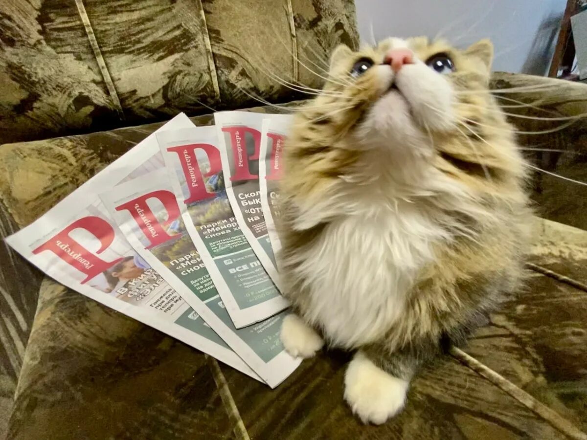 кот корреспондент. котик журналист. коты журналисты. котик интервью. кот журналист.