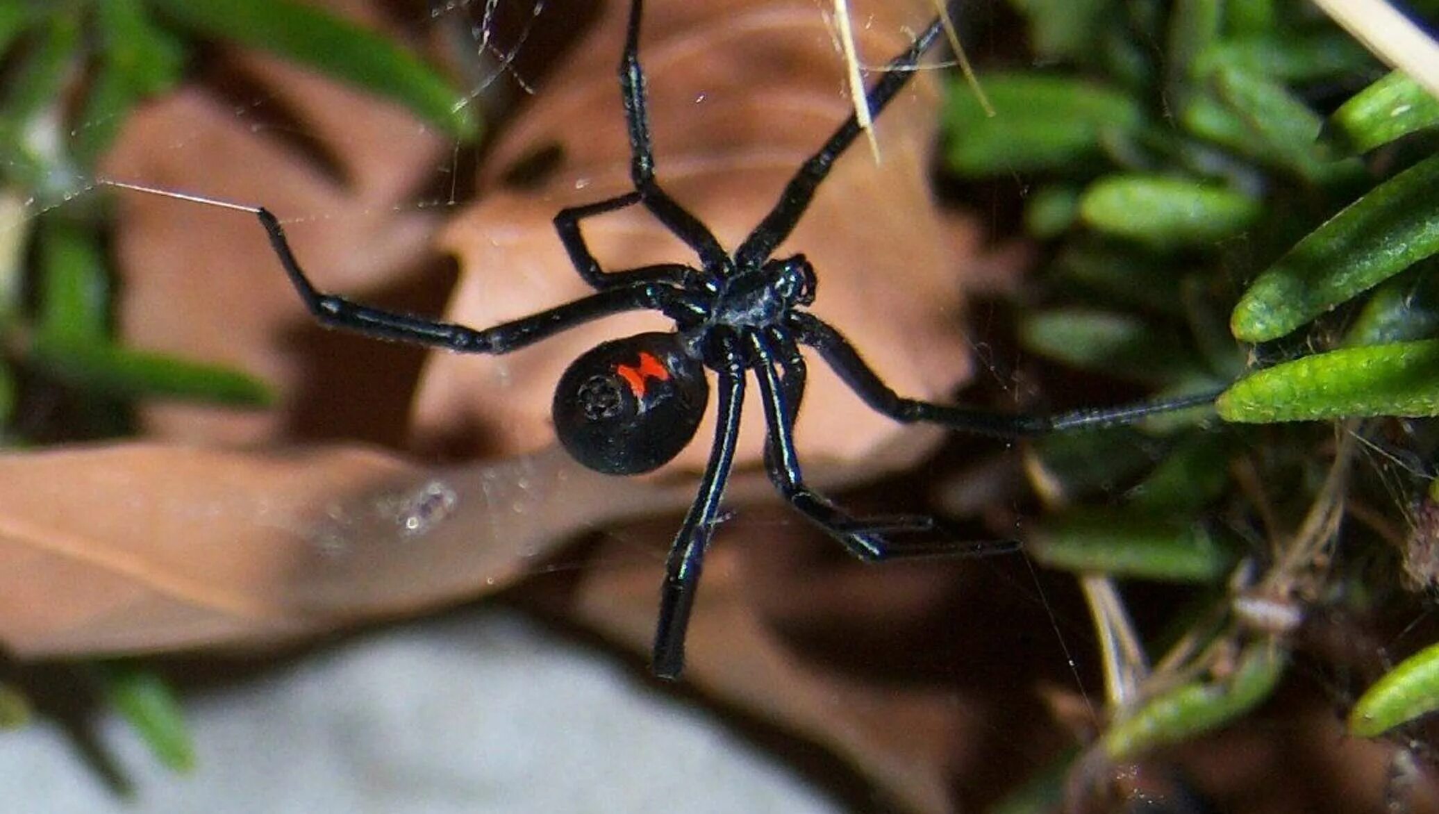 Каракурт паук. Сибирский Каракурт. Latrodectus mactans чёрная вдова. Паук белый Каракурт.