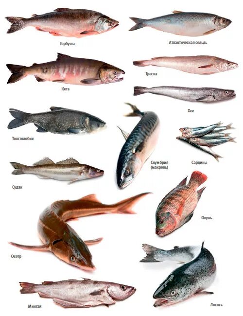 Породы красных рыб. Красная рыба названия. Сорта красной рыбы. Рыба с красным мясом название. Пресноводная красная рыба.