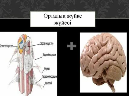 Ескі көршісімен порно көру