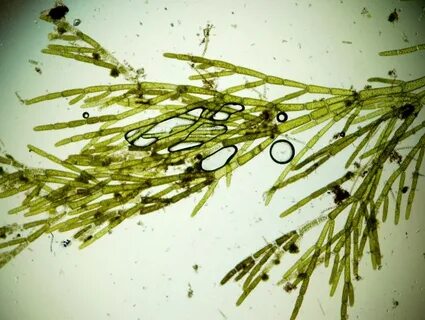 Круглая зеленая водоросль