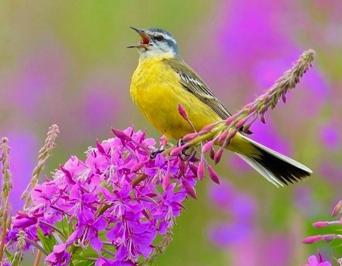 Птицы поют. Самые красивые Поющие птицы. Лечебное пение птиц,. Поющие птицы Крыма.