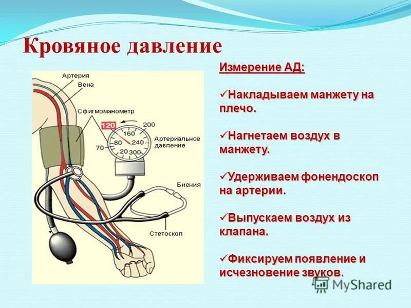 при измерении артериального давления манжета накладывается на. прямые методы измерения давления крови. измерение ад норма. алгоритм измерения артериального давления электронным тонометром. измерить артериальное давление.