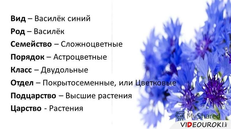 синий соловей. магическая энергия. алена аскарова картины художника. эзотерика в живописи. варкрафт ноздорму дракон.