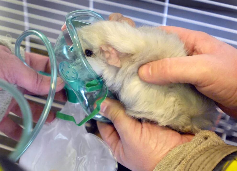 моча морской свинки