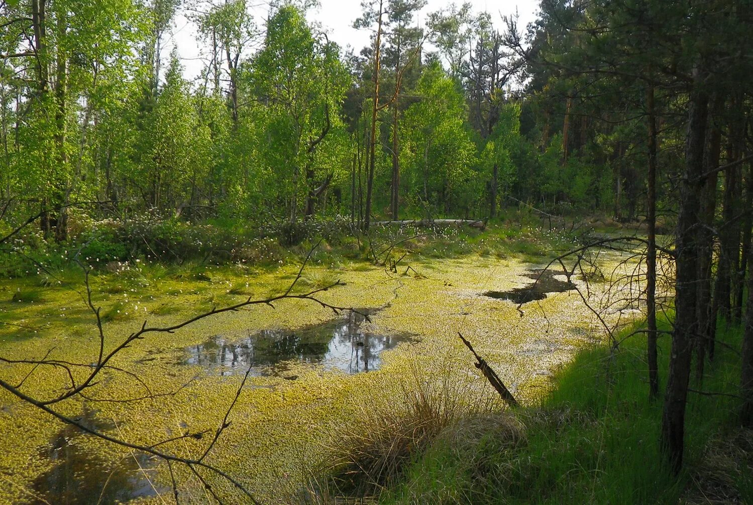 Болото в лесу видео. Полесские болота Белоруссии. Моховое топкое болото. Лесное болото трясина. Топь Косогор Дмитровский район.