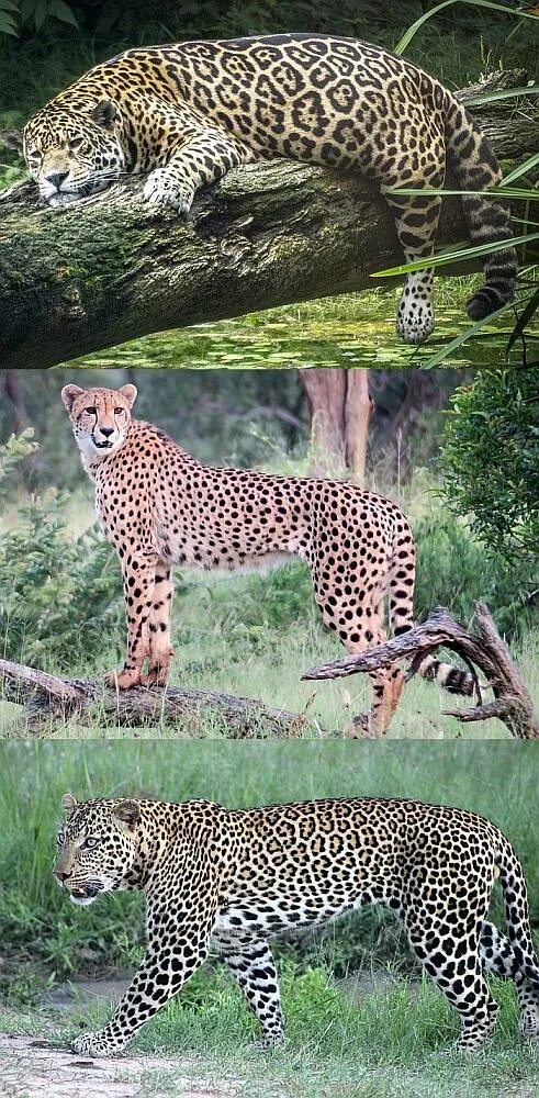 Гепард леопард Ягуар. Ягуар и леопард. Ягуар леопард гепард отличия. Гепард и леопард и Ягуар и пантера.