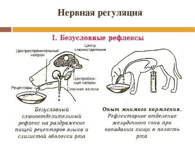 Примером безусловного рефлекса человека является. Нервная регуляция пищеварения собака Павлова. Опыт Павлова регуляция пищеварения. Безусловный рефлекс опыт Павлова. Схема условного и безусловного рефлекса слюноотделения.