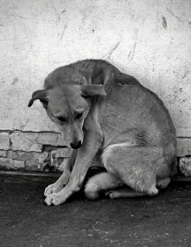 Бездомные животные. Бездомный пес. Бездомные животные и человек. Бездомный щенок. Жалкая сука