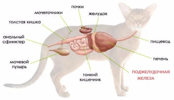 Железы печени и почек. Строение кошки анатомия пищеварительная система. Выделительная система кошек схема. Анатомия кота мочевой пузырь. Мочевой пузырь у кота расположение.