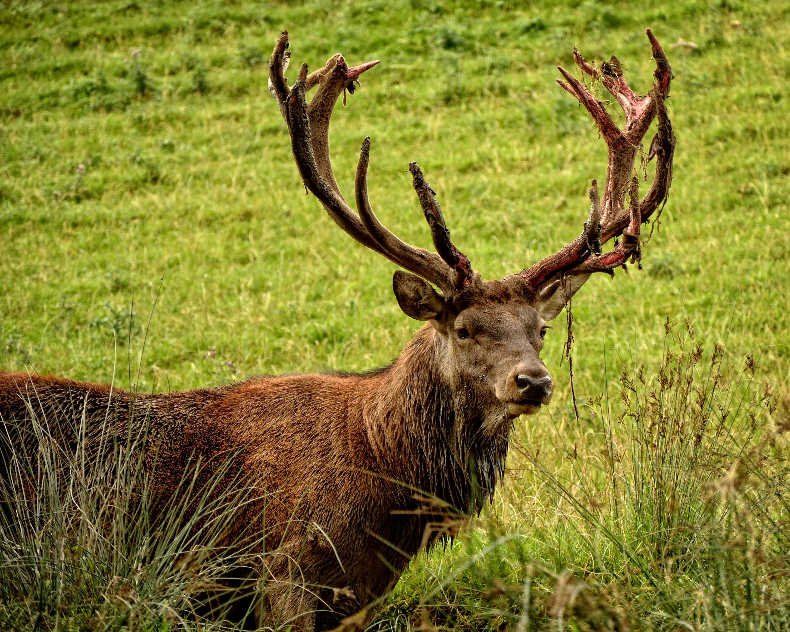 Благородный олень изюбрь. Благородный олень (Cervus elaphus). Благородный олень (Cervus elaphus) ареал. Благородный олень (Cervus elaphus) Байкал. Большой дикий олень