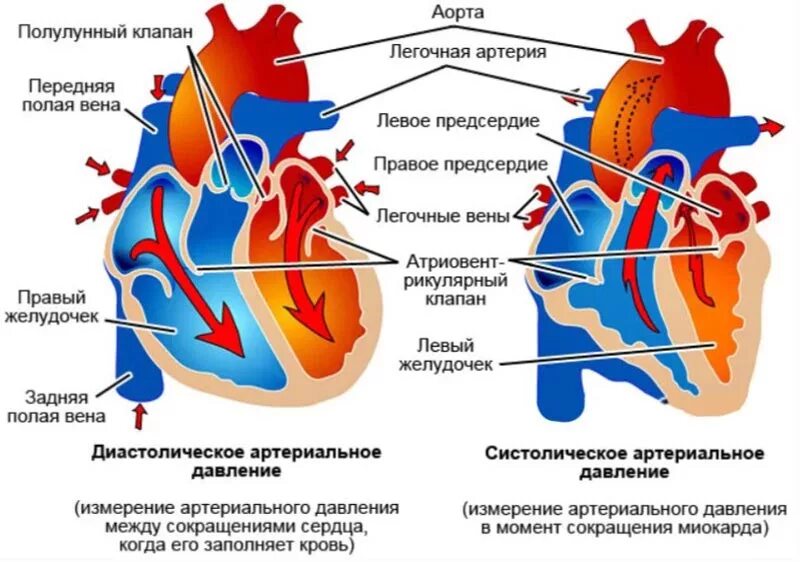 Систолическое давление. Систола предсердий и желудочков. Систола и диастола давление. Фазы сокращения сердца. Во время систолы предсердий полулунные клапаны открыты