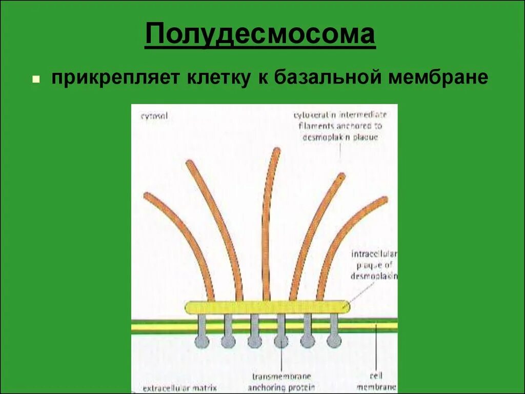 Полудесмосомы базальной мембраны. Полудесмосомы гистология. Схема строения базальной мембраны. Строение полудесмосомы. Базальная мембрана функции