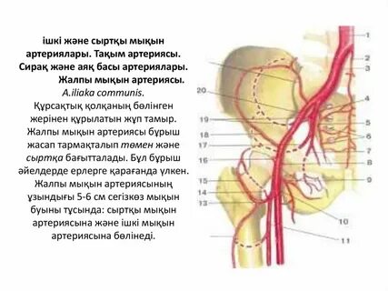 Жалаңаш түрік әйелдерінің суреттері