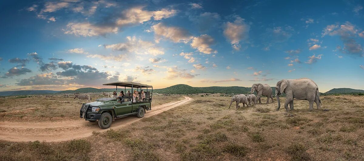 Wildlife holidays. Национальный парк сафари ЮАР. Сафари Крюгер парк. Кейптаун сафари. Джип сафари Кения.