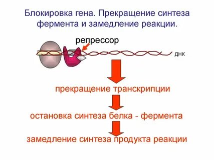 Синтезирует белки ферменты