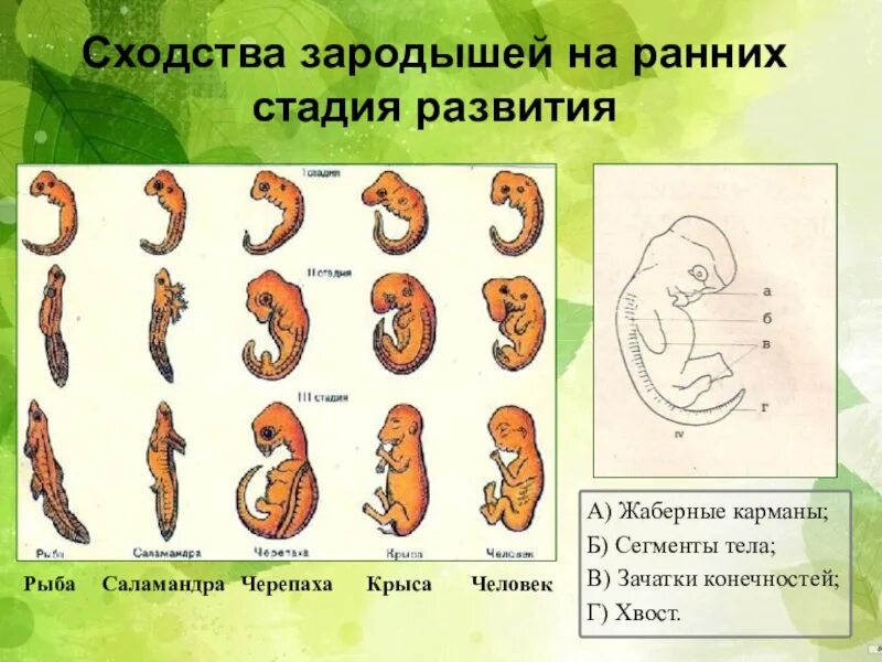 Сходство эмбрионов позвоночных на ранних стадиях развития. Сходство зародышей на ранних стадиях развития. Зародыш человека на разных стадиях развития. Этапы развития зародыша человека.