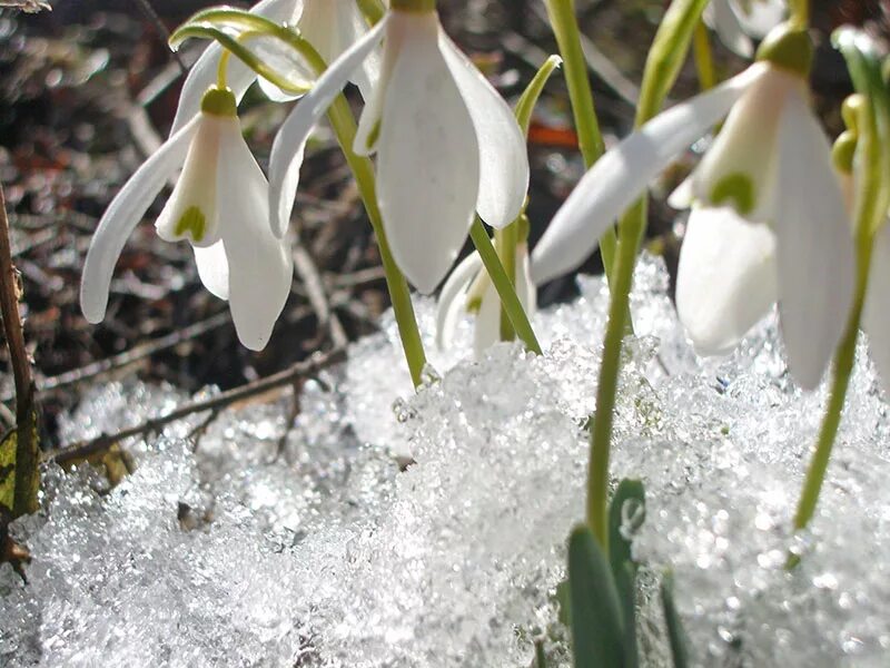 Когда выходят подснежники. Подснежник узколистный. Galanthus krasnovii. Кандык Подснежник белый. Арнотт "Подснежник".