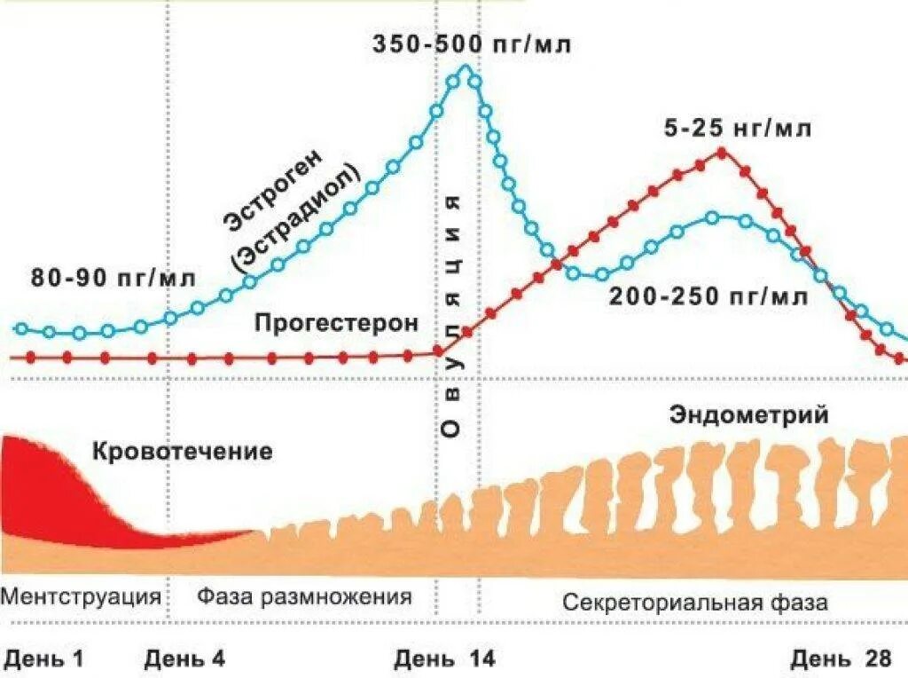 Момент период цикл. Фазы цикла у женщин эстрадиол. уровень гормонов у женщин по дням цикла. фазы менструационного цикла и гормоны норма таблица. уровень эстрадиола по дням цикла.