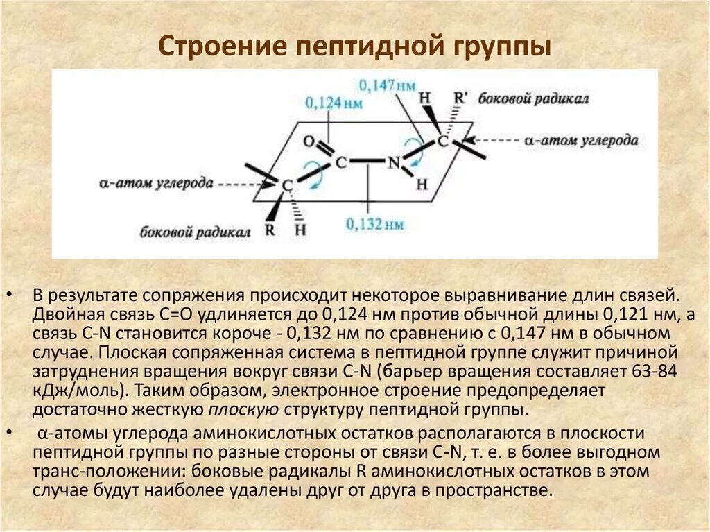 Образование пептидной связи происходит в. Пептиды. Пространственное строение пептидной группы.. Строение пептидной связи. Пространственная структура пептидной связи.. Строение пептидной (амидной) группы..