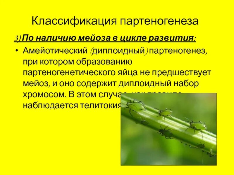 Кто размножается партеногенезом