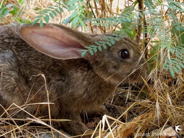 Где живет заяц. Где обитают зайцы. Где живет заяц. Заяц под кустом. Заяц живет.