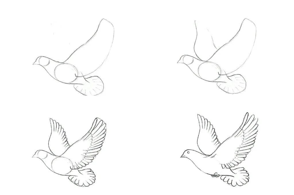 Голубь поэтапное рисование для детей. Птица рисунок. Рисуем голубя поэтапно. Голубь рисунок карандашом.