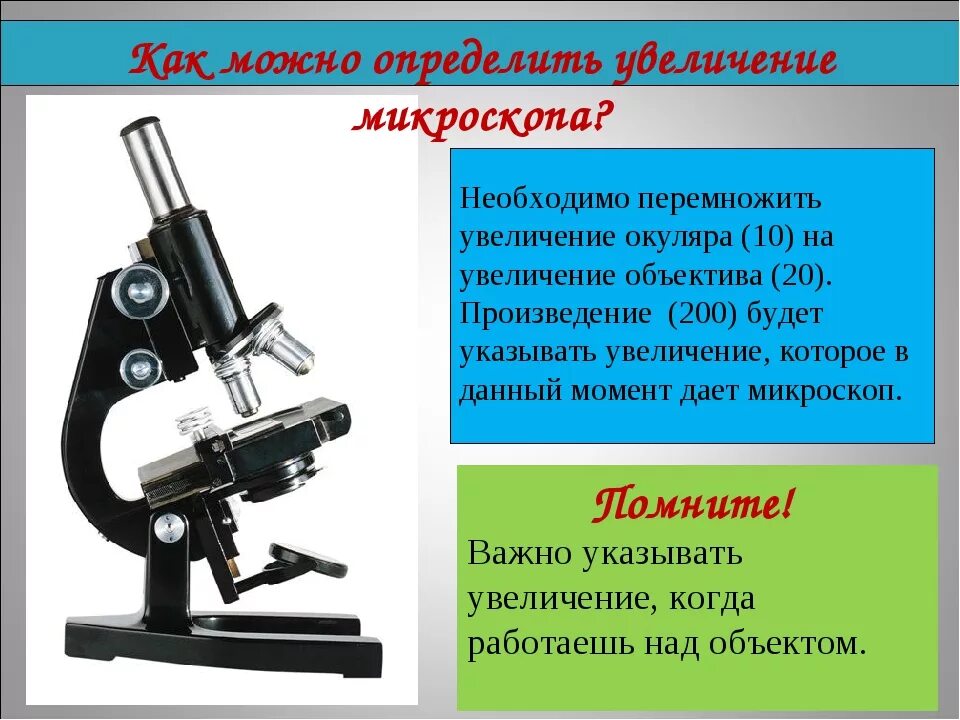 Какое увеличение дает данный микроскоп как узнать. Увеличительные приборы световой микроскоп 6 класс биология. Биология 5 кл. Увеличительные приборы. Увеличительные приборы 6 класс биология. Увеличительный прибор в микроскопе.