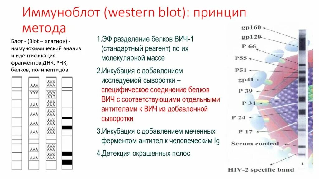 Иммуноблот системная красная волчанка. Иммуноблот расшифровка анализа. Иммуноблот хеликс. Иммунный блоттинг на вич. Иммуноблот хеликс.