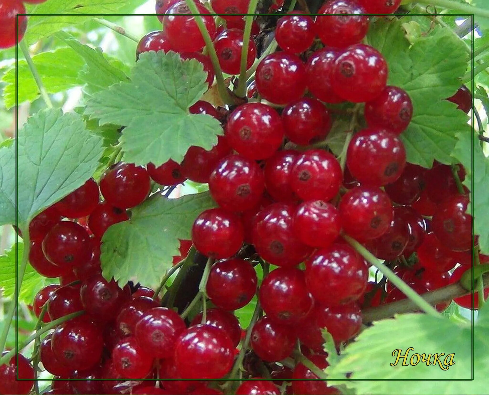 Сорта красной смородины сладкой и крупной. Смородина красная - ribes rubrum. Смородина красная ночка. Смородина красная (Ribеs rubrum). Смородина красная Алтайская Рубиновая.