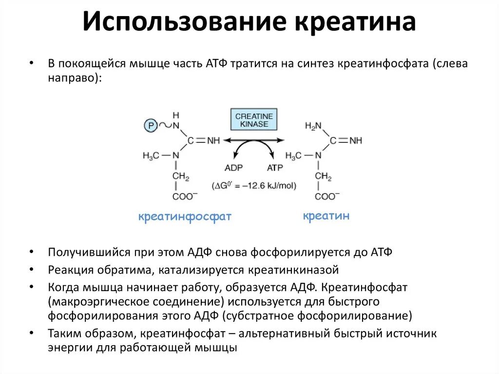 Какая кислота образуется в мышцах